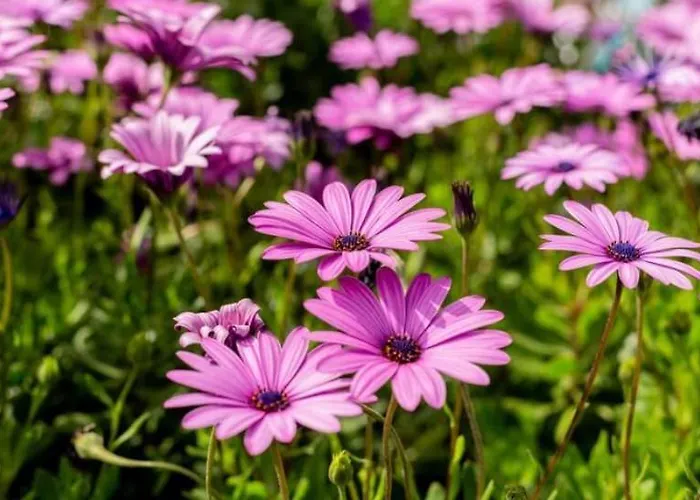 דירה Precioso Bon Respos 8