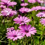 Apartment Precioso Bon Respos 8